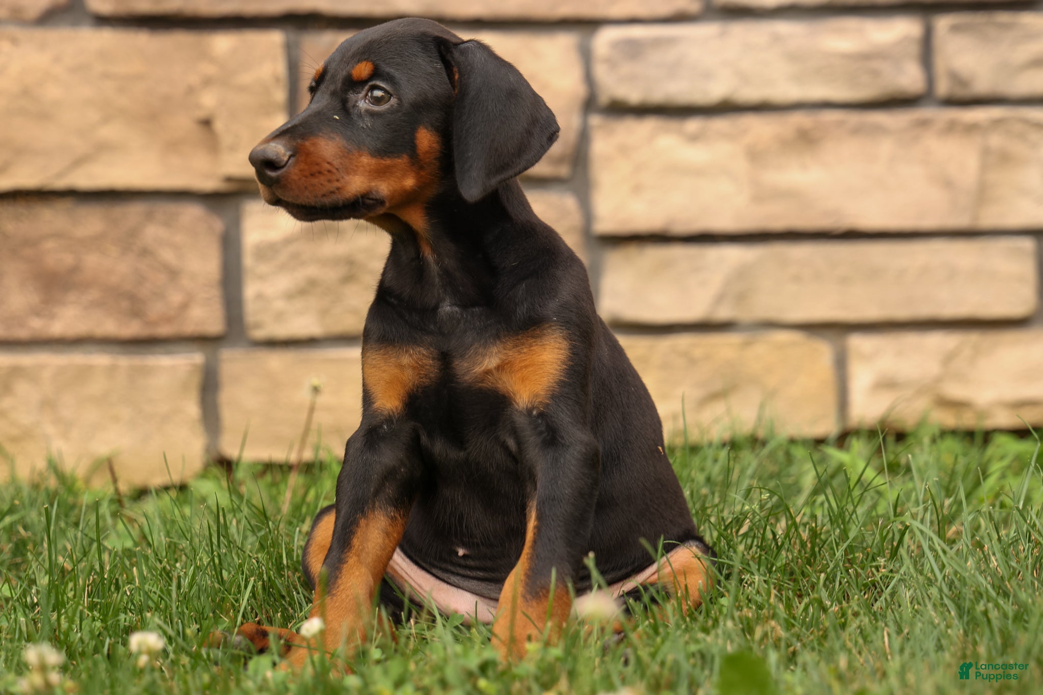 Doberman Pinscher dogs DAISY - Ad 2