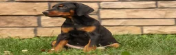 Doberman Pinscher dogs for sale: DAISY - Ad 2
