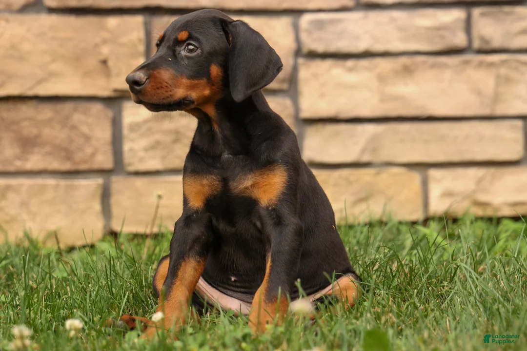 Doberman Pinscher dogs for sale: DAISY - Ad 2