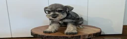 Miniature Schnauzer dogs for sale: Cookie - Ad 3