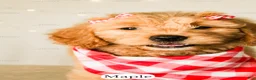 Goldendoodle dogs for sale: Maple - Ad 22