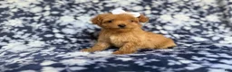 Cockapoo dogs for sale: Fergi - Ad 7