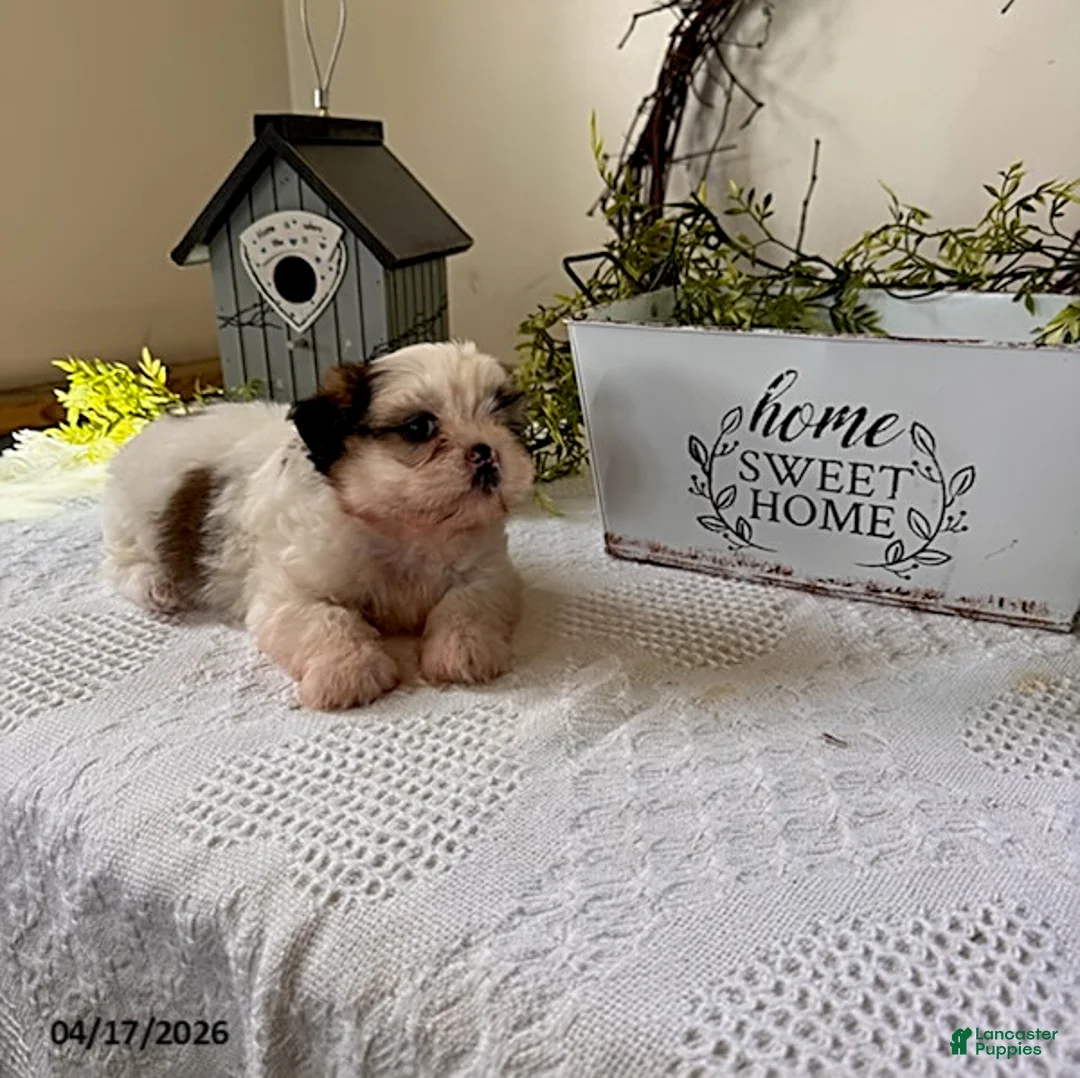 Shih Tzu dogs for sale: Jordan - Ad 1