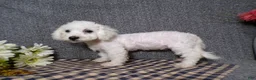 Bichon Frise dogs for sale: Blake - Ad 3