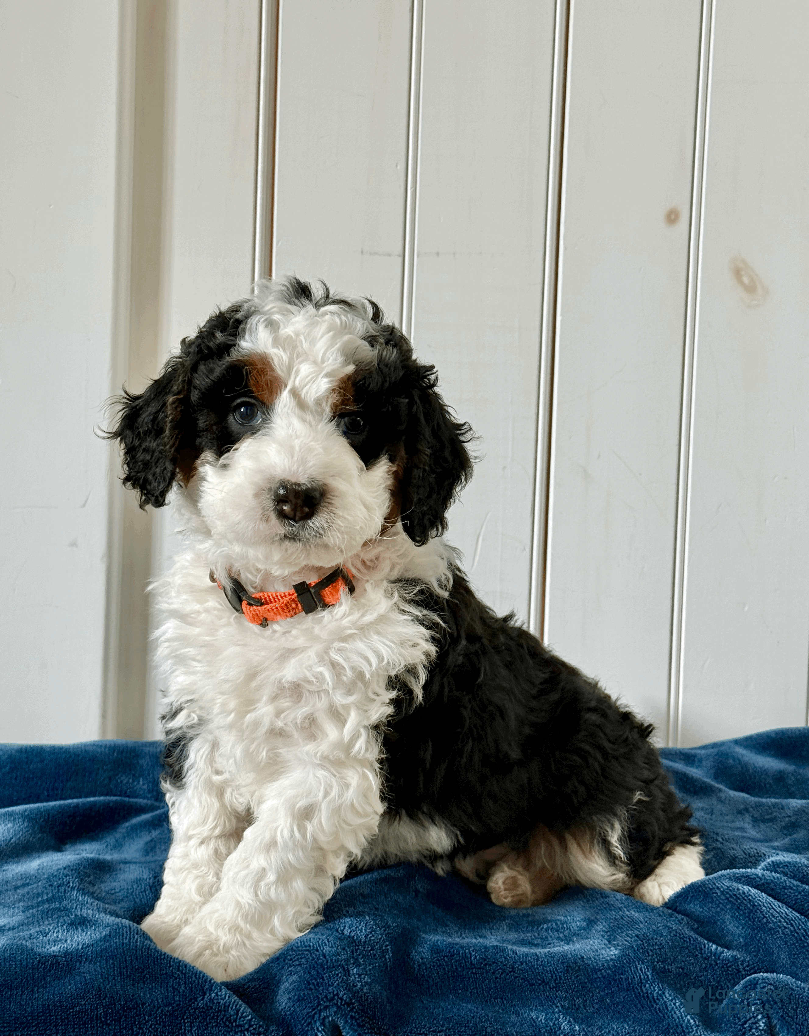 Mini Bernedoodle dogs Bruno - Ad 1