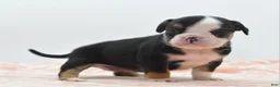 Mixed Breed dogs for sale: Princess  - Ad 22