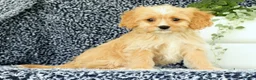 Cavapoo dogs for sale: Walker - Ad 4