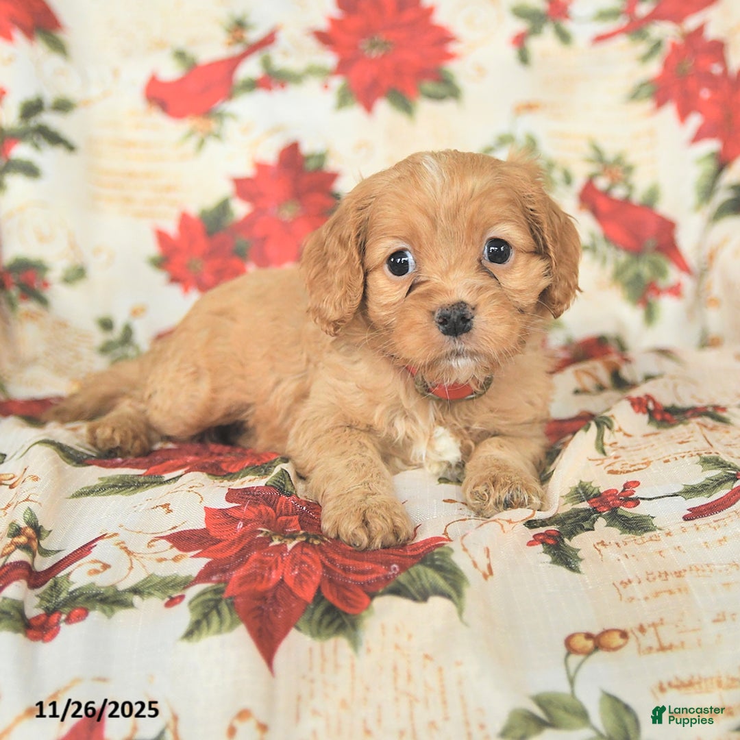 Cockapoo dogs for sale: Joy - Ad 1
