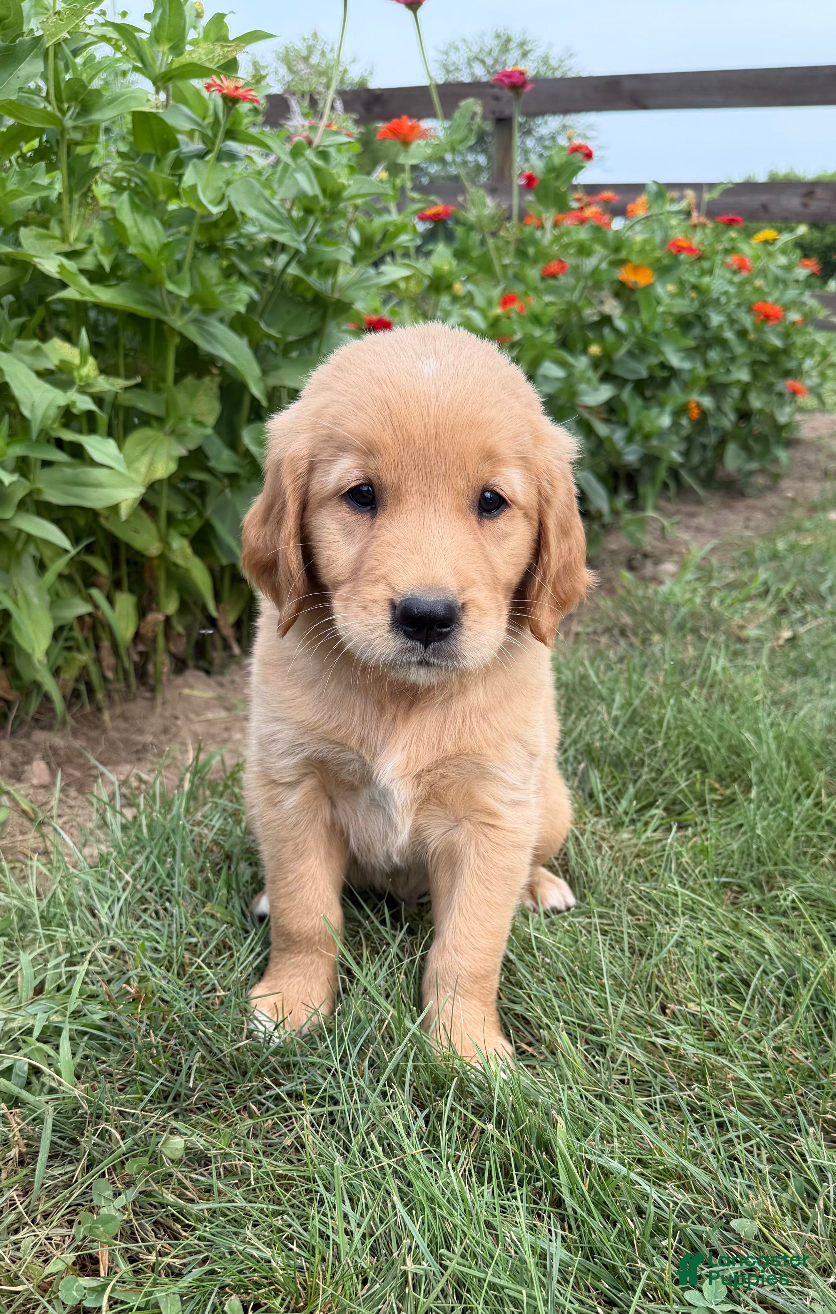 Golden Retriever dogs Bentley - Ad 2