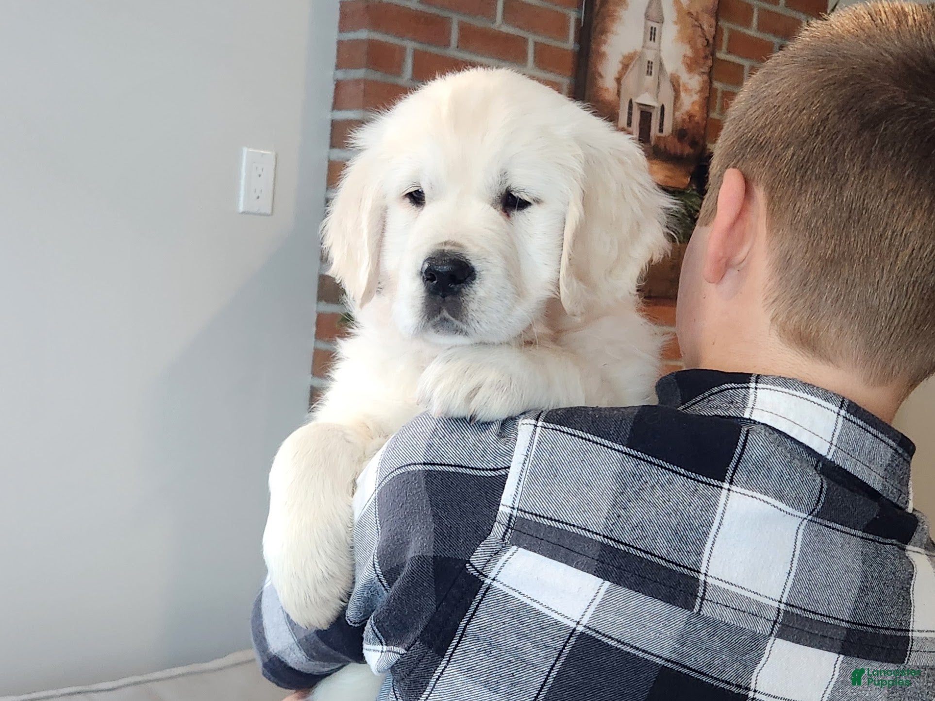 Golden Retriever dogs Princess - Ad 17