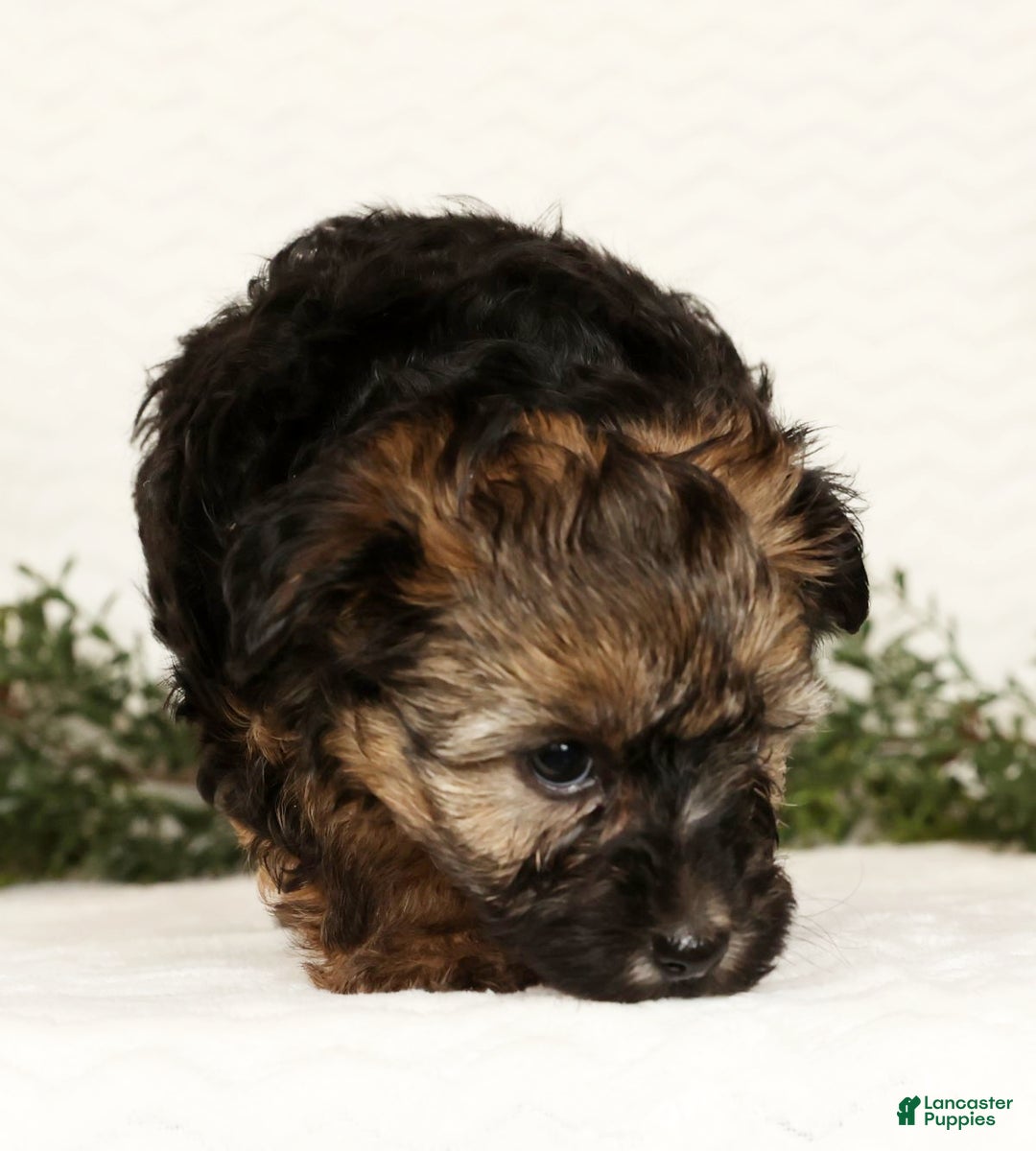 Yorkiepoo dogs for sale: Bailey  3lbs - Ad 5
