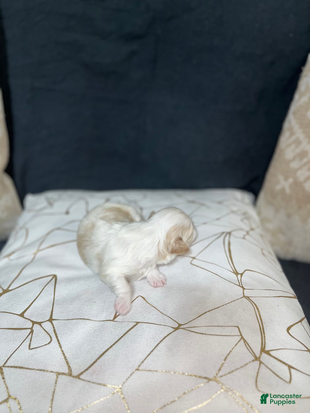 Shih Tzu dogs for sale: Oakley - Ad 3