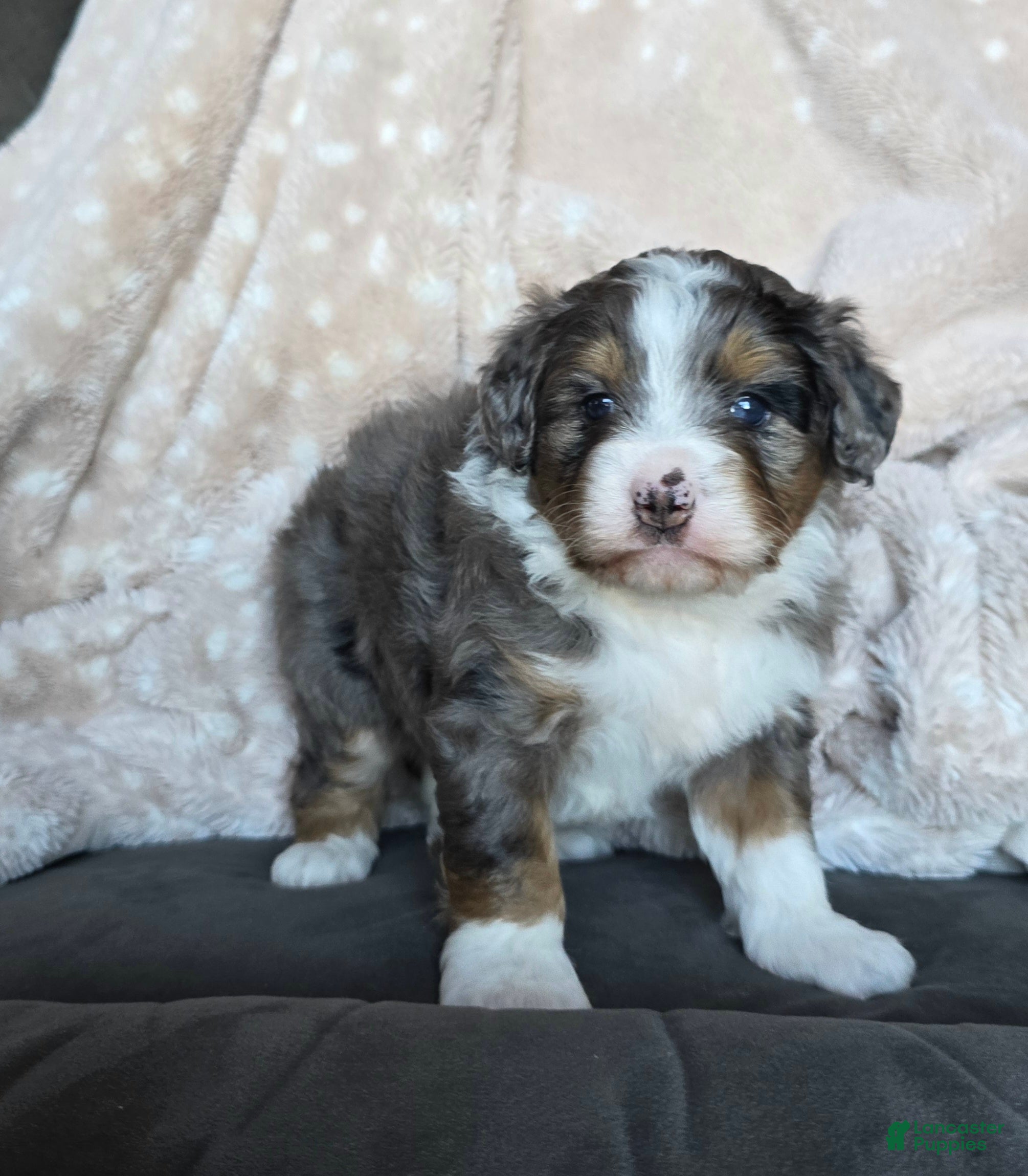 Mini Bernedoodle dogs for sale: Mini Callie - Ad 2