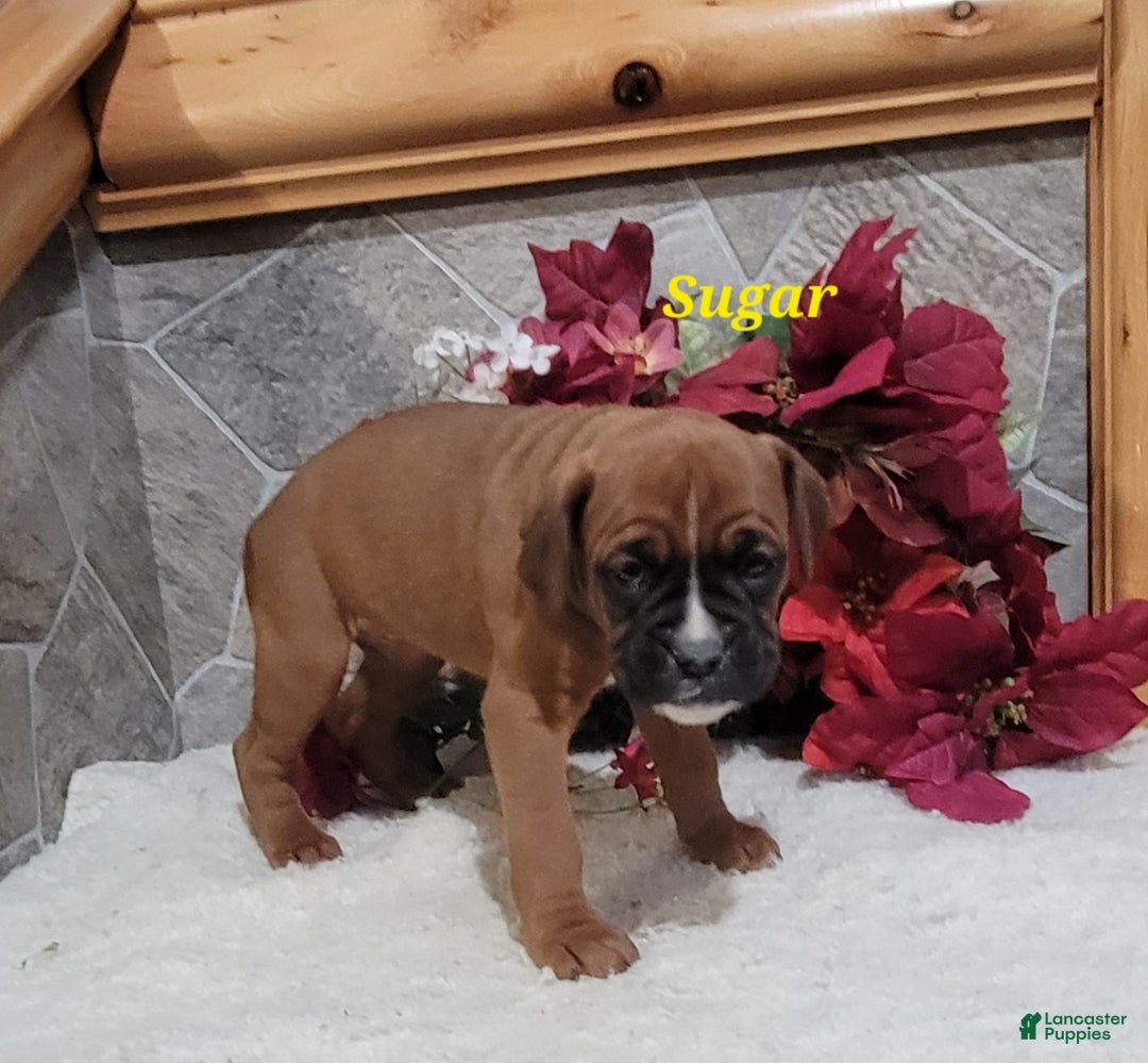 Boxer dogs for sale: Sugar - Ad 3