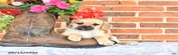 Puggle dogs for sale: Taylor - Ad 1