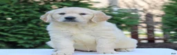 Golden Retriever dogs for sale: River  - Ad 3