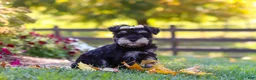 Miniature Schnauzer dogs for sale: Callie - Ad 4