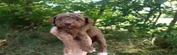 Miniature Poodle dogs for sale: Oliver - Ad 3