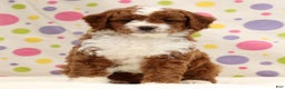 Cavapoo dogs for sale: Arney - Ad 7