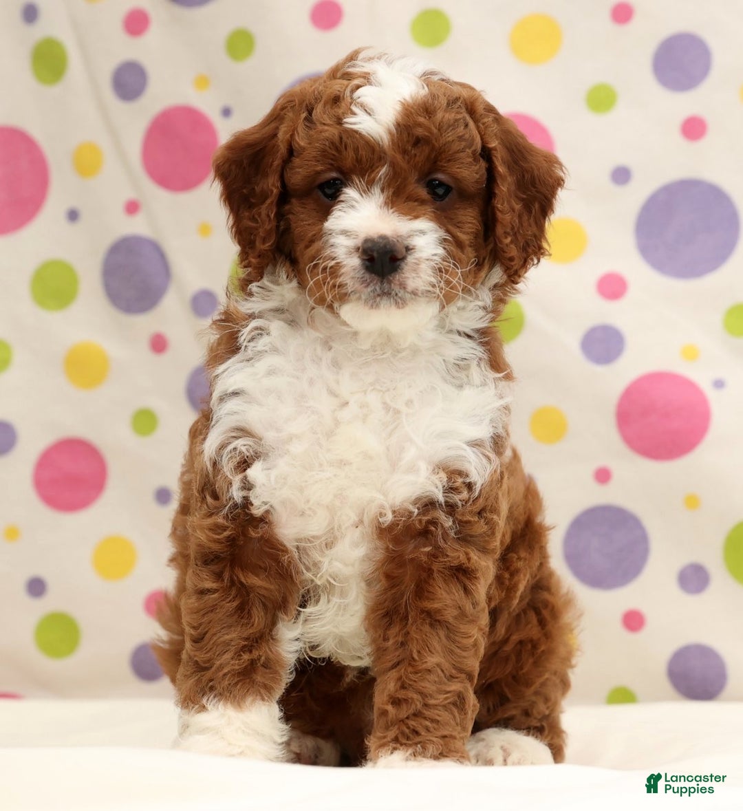Cavapoo dogs for sale: Arney - Ad 7