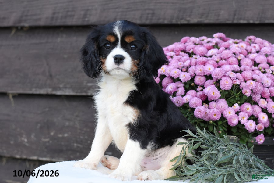 Cavalier King Charles Spaniel dogs Cinnamon - Ad 2