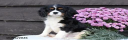 Cavalier King Charles Spaniel dogs for sale: Cinnamon - Ad 2