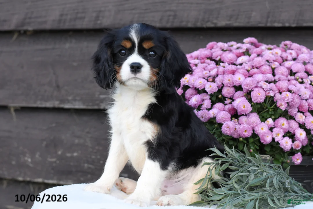 Cavalier King Charles Spaniel dogs for sale: Cinnamon - Ad 2
