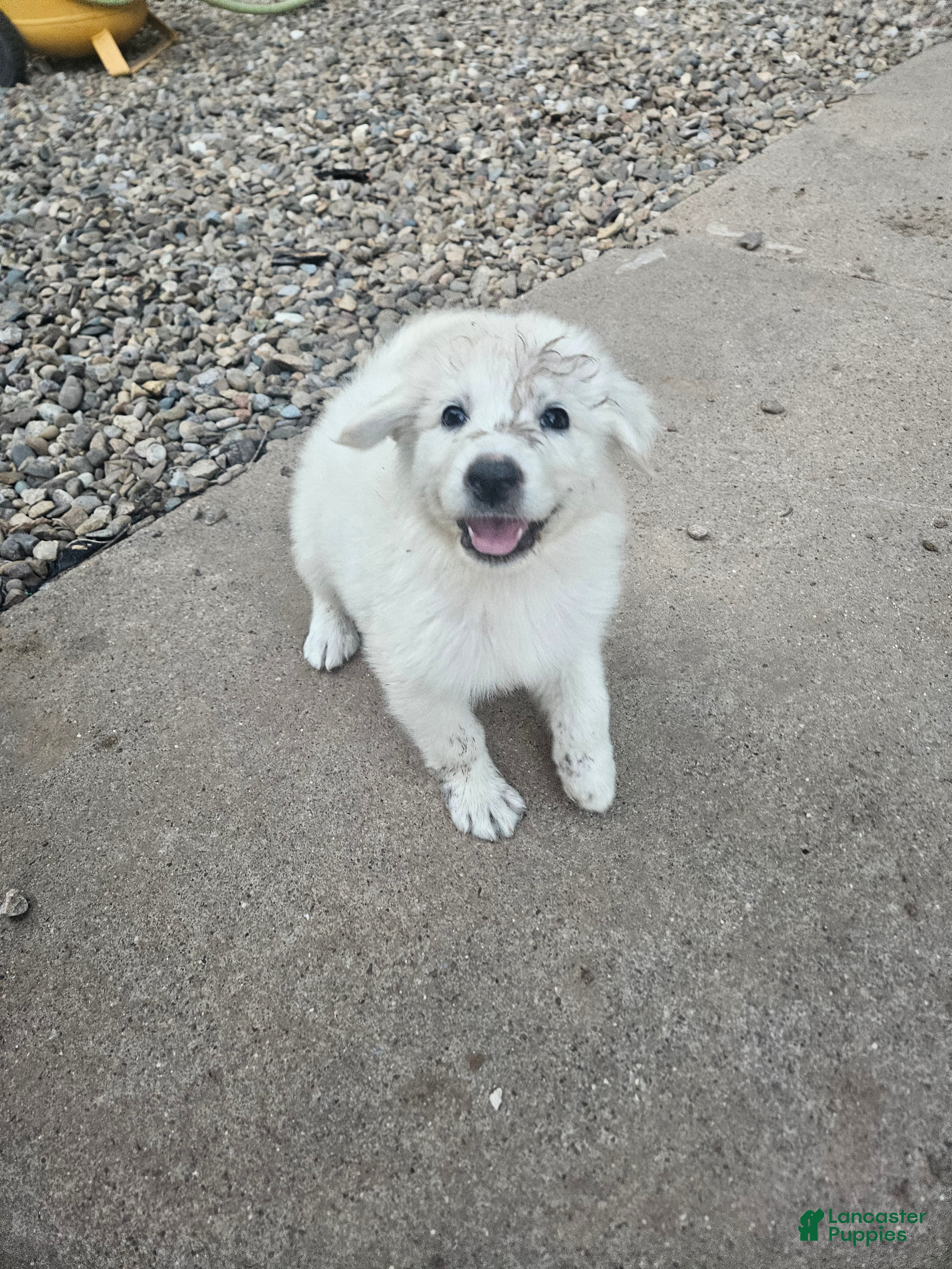 Mixed Breed dogs Mixed Breed 4 - Ad 21