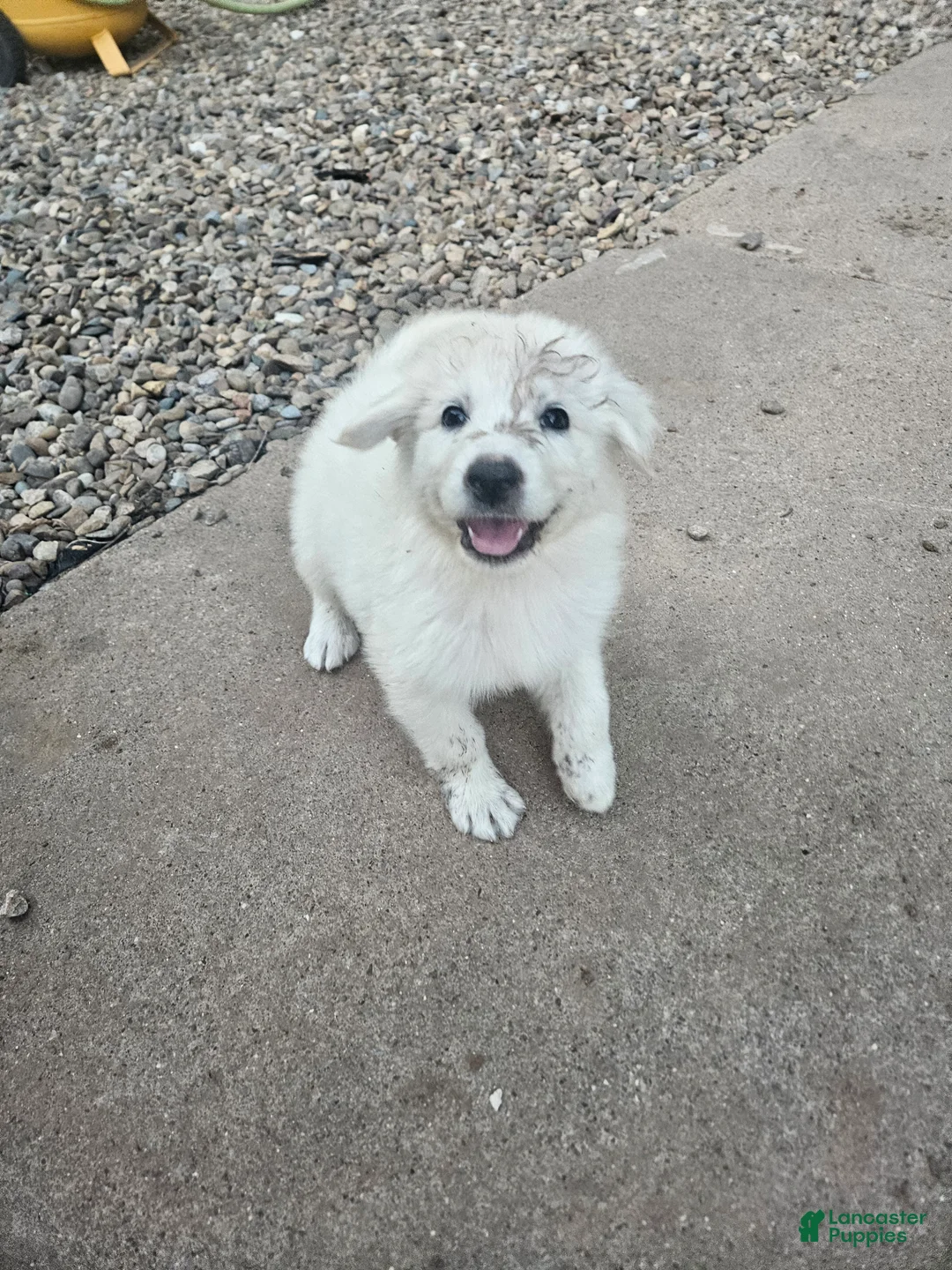 Mixed Breed dogs for sale: Mixed Breed 4 - Ad 1