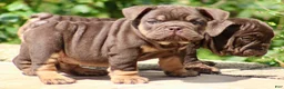 English Bulldog dogs for sale: BRuno  - Ad 3