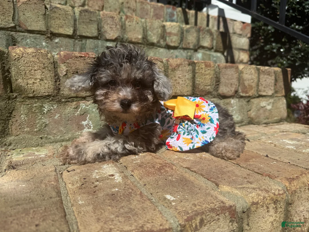 Miniature Poodle dogs for sale: Chai - Ad 1