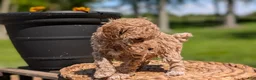 Miniature Poodle dogs for sale: Mya - Ad 6