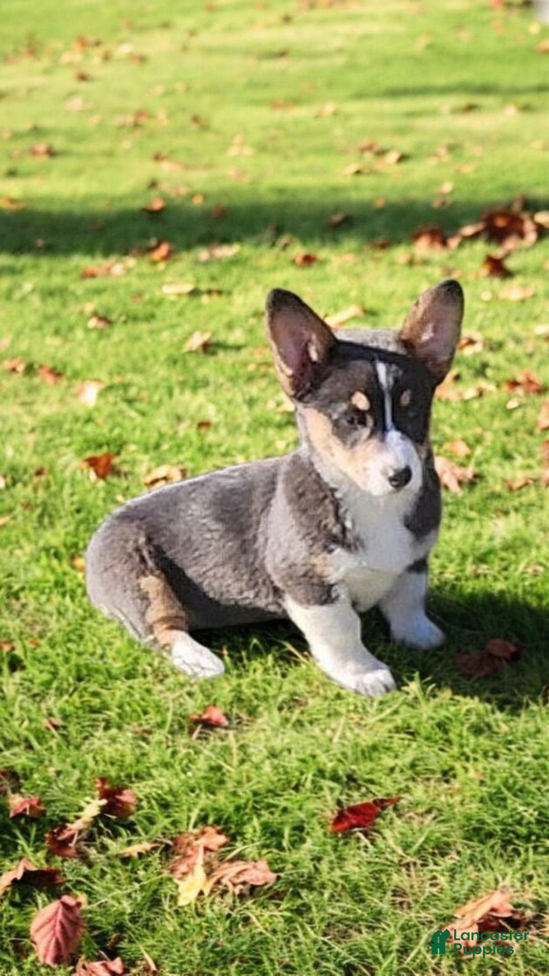 Welsh Corgi Pembroke dogs for sale: Apple Bluie - Ad 19