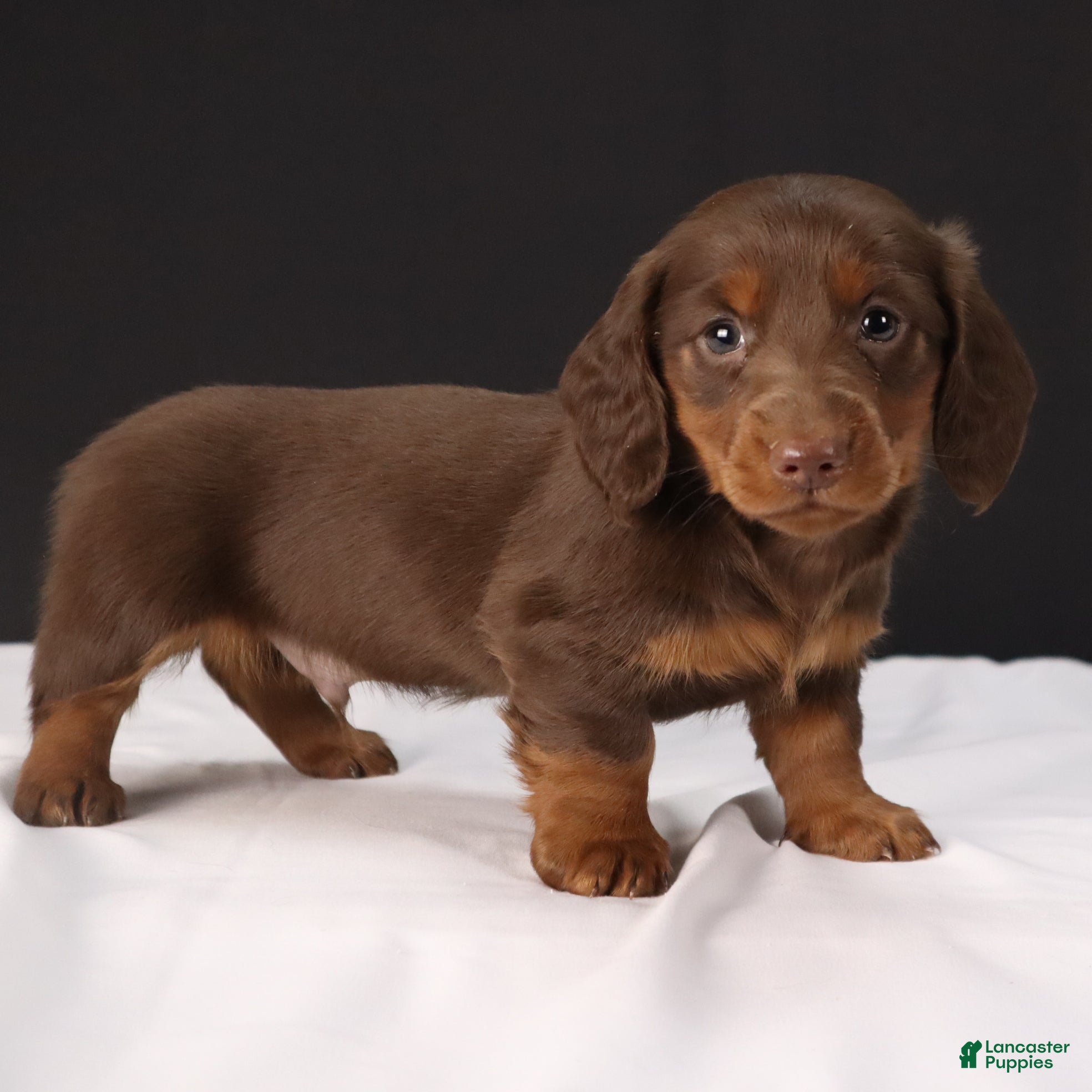 Dachshund dogs Dachshund Puppy 1 - Ad 1
