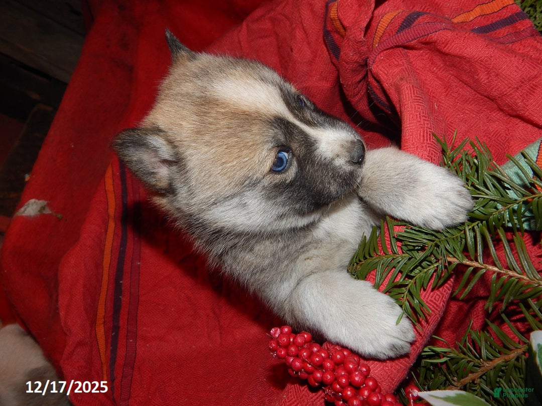 Pomsky dogs for sale: Ava  - Ad 3