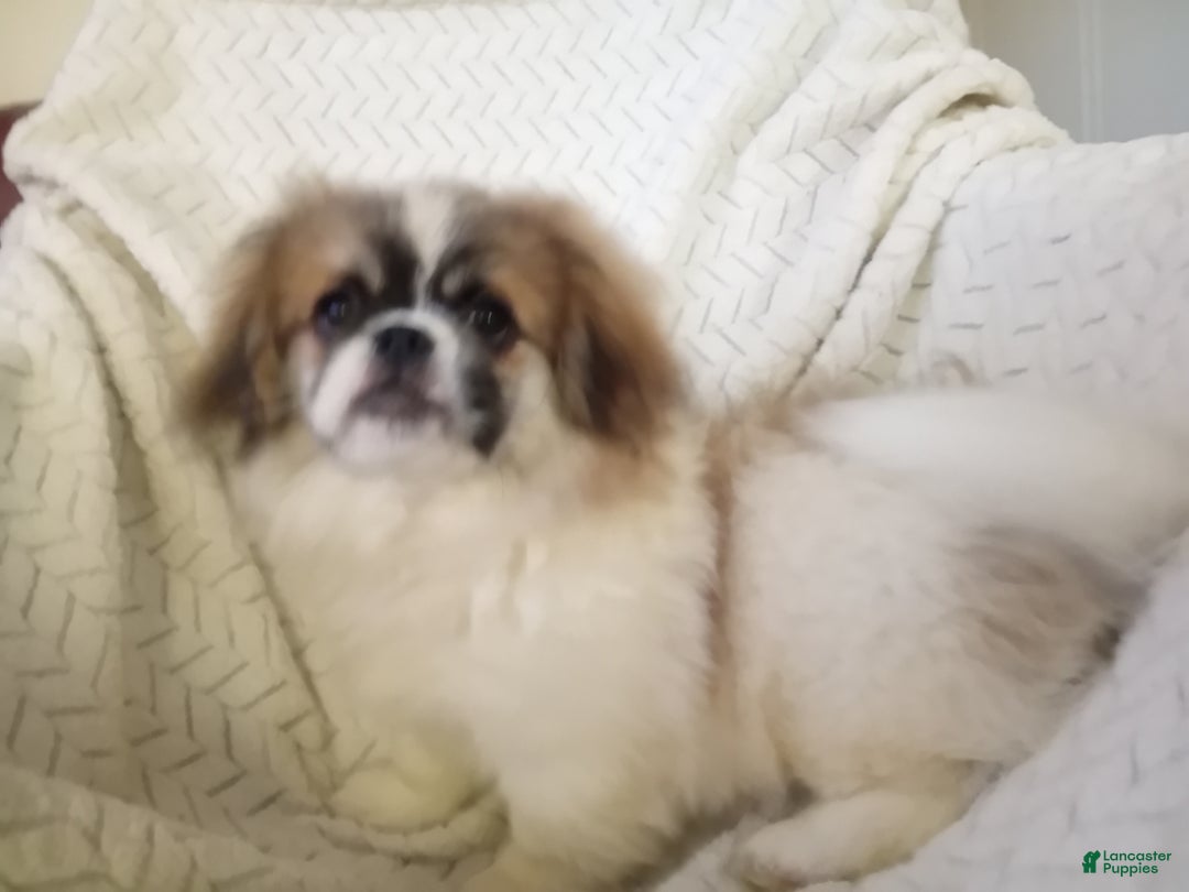 Pekingese dogs for sale: Tao - Ad 5
