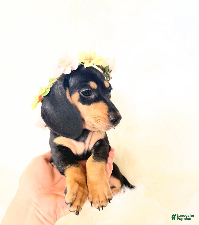 Miniature Dachshund dogs AKC Zoey - Ad 3