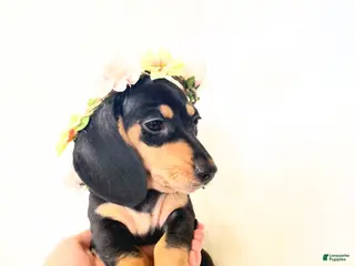 Miniature Dachshund dogs AKC Zoey - Ad 3