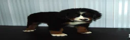 Bernese Mountain Dog dogs for sale: Bella - Ad 5