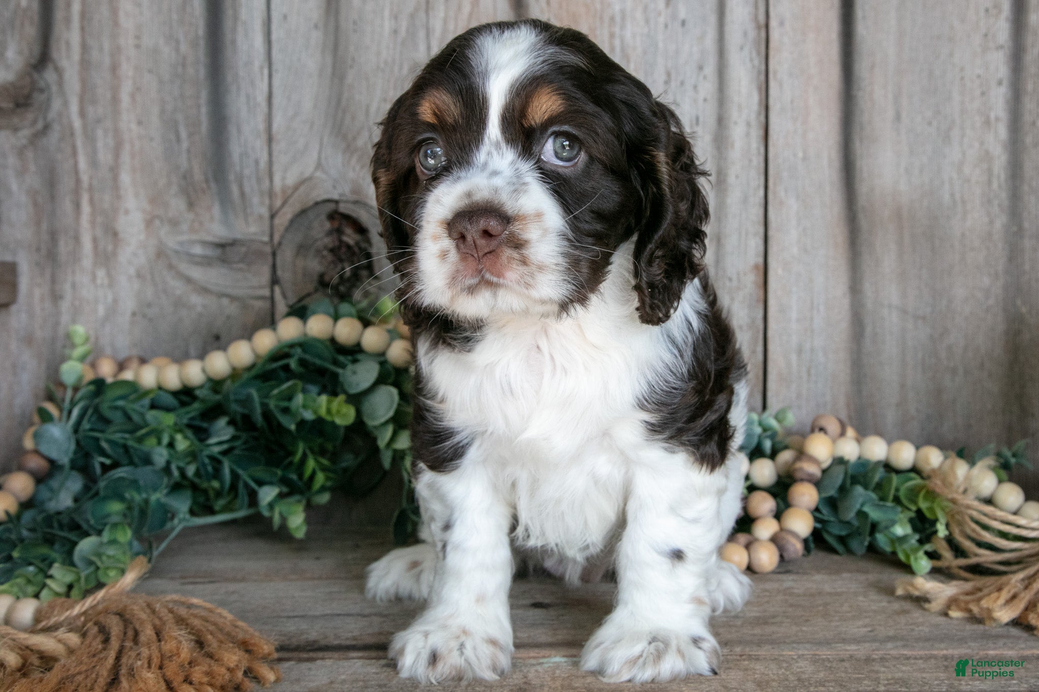 Cocker Spaniel dogs Asha - Ad 2