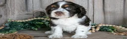 Cocker Spaniel dogs for sale: Asha - Ad 2