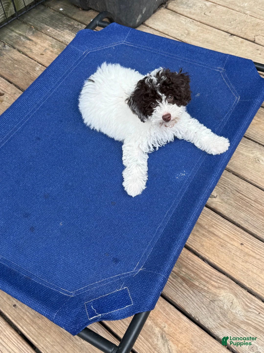 Miniature Poodle dogs for sale: ORSON - Ad 2