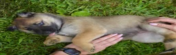 Mixed Breed dogs for sale: Scout - Ad 2