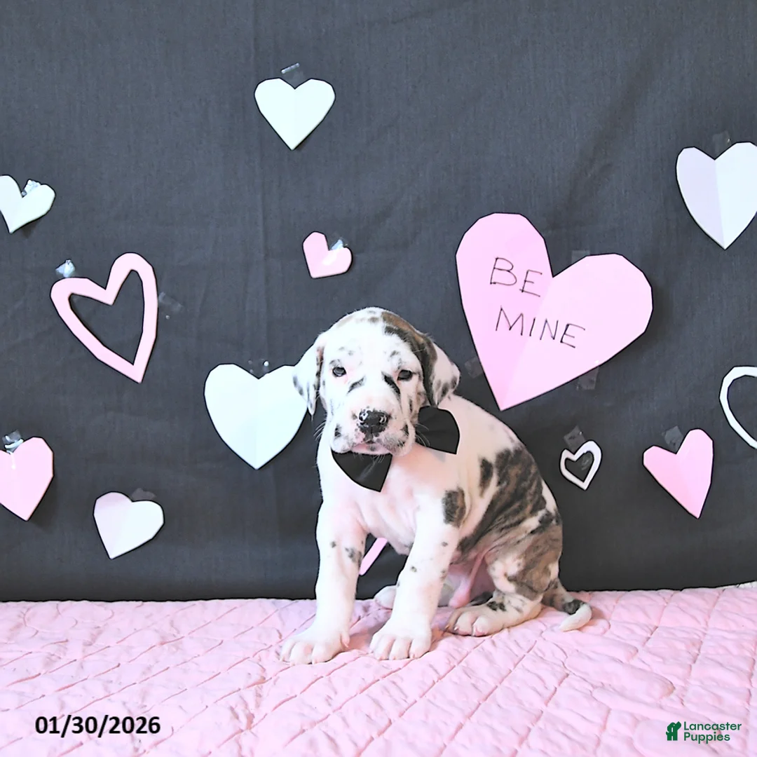 Great Dane dogs for sale: Wilson RARE COLOR - Ad 5