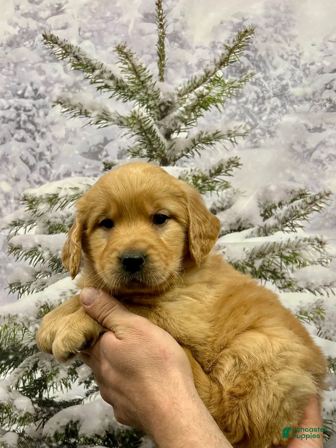 Golden Retriever dogs for sale: Clifford  - Ad 6