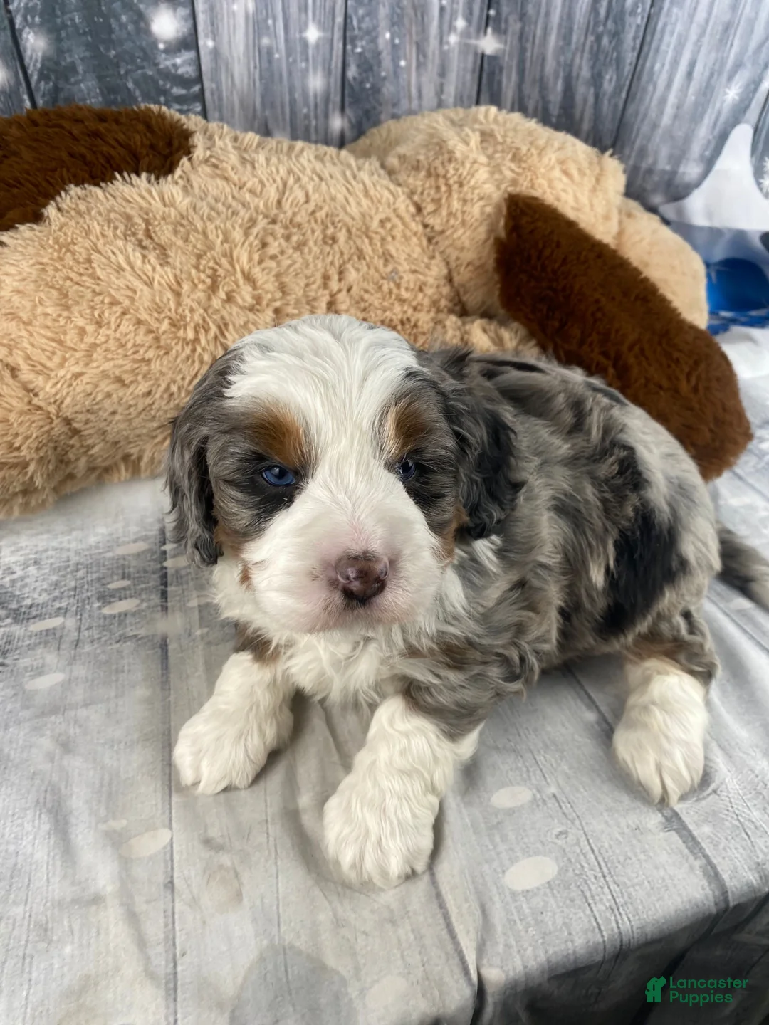 Mixed Breed dogs for sale: Rylan - Ad 11