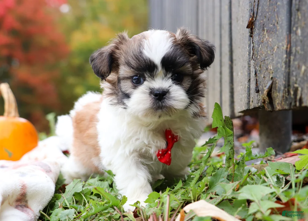 Gallery Image {{count}}