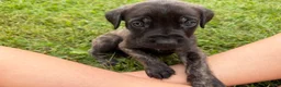 English Mastiff dogs for sale: Mishka (minnie) - Ad 1