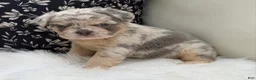 French Bulldog dogs for sale: Sophie - Ad 6