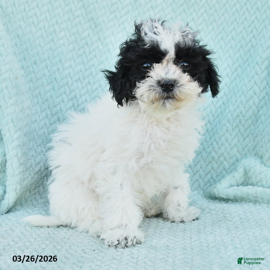 Bichpoo dogs Duncan - Ad 1